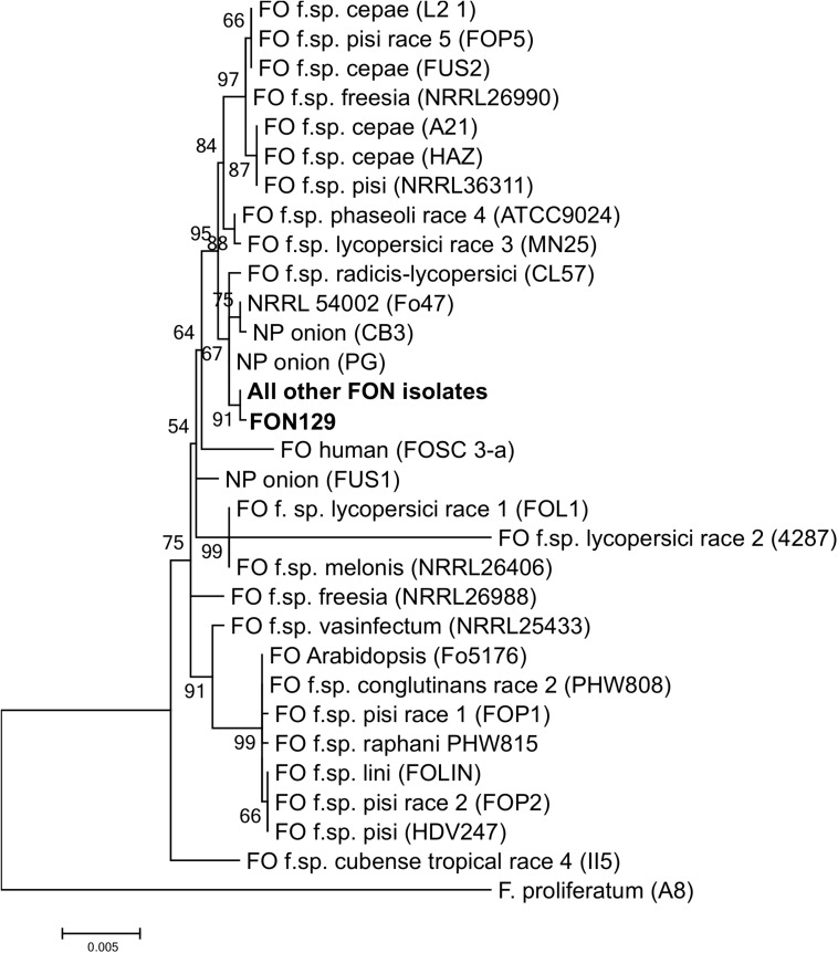 FIGURE 2