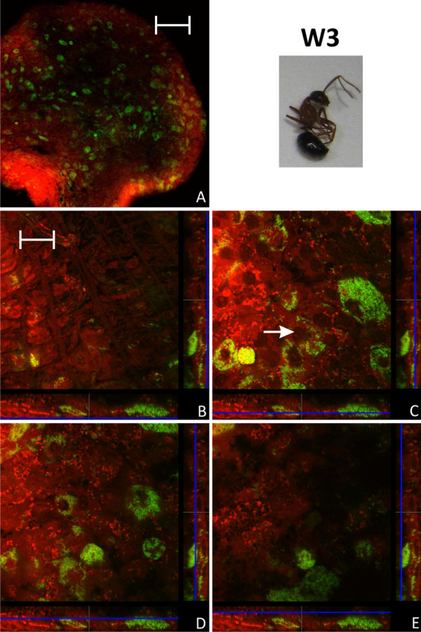 Figure 10