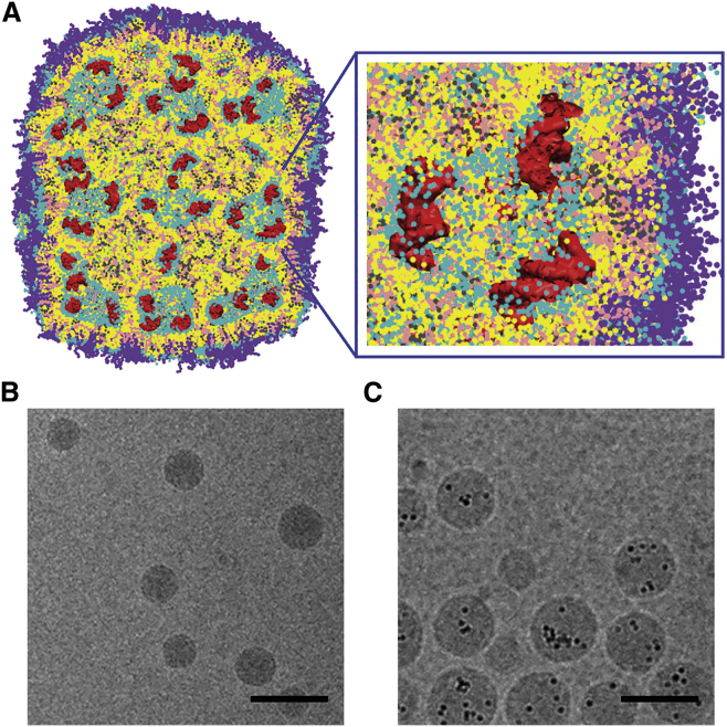 Figure 2