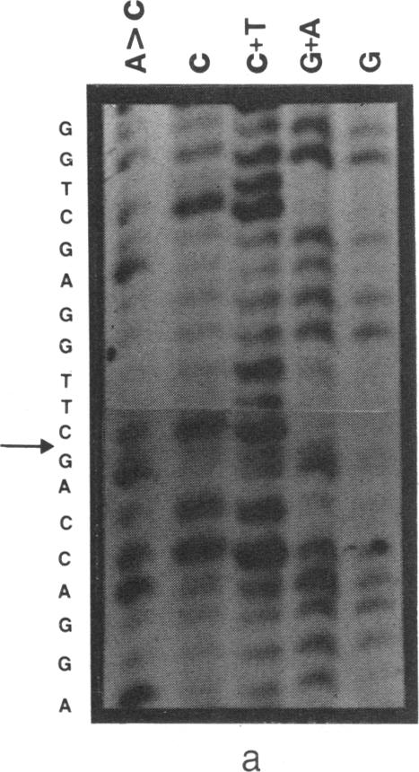 graphic file with name pnas00608-0016-b.jpg