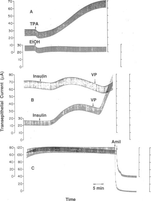 graphic file with name pnas00255-0331-a.jpg