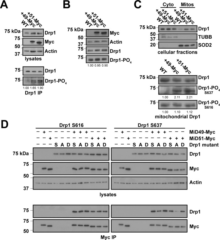 FIGURE 4: