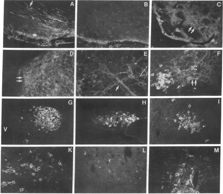 graphic file with name pnas00630-0232-a.jpg