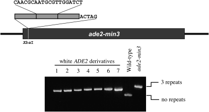 Figure 1.—