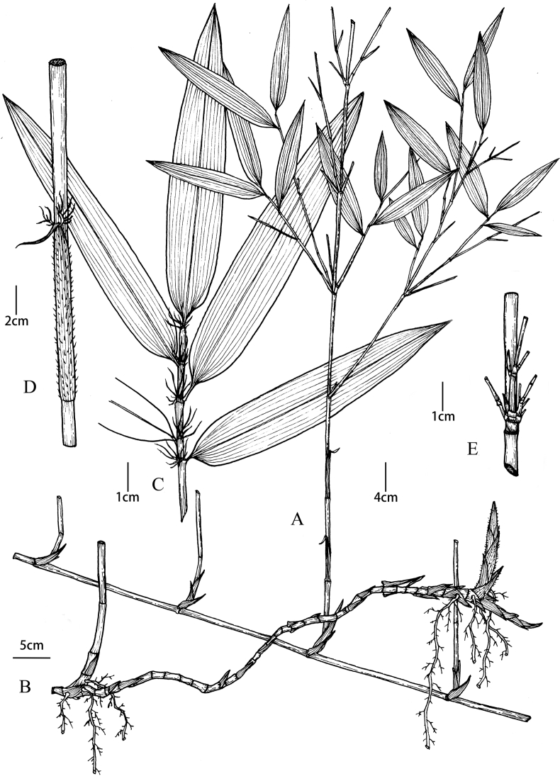 Fig. 6