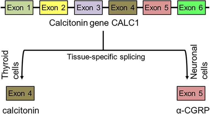 FIGURE 3