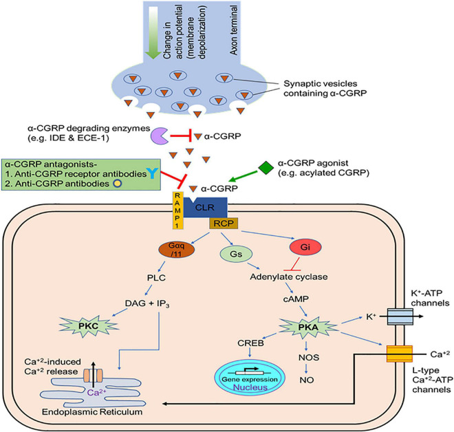 FIGURE 4