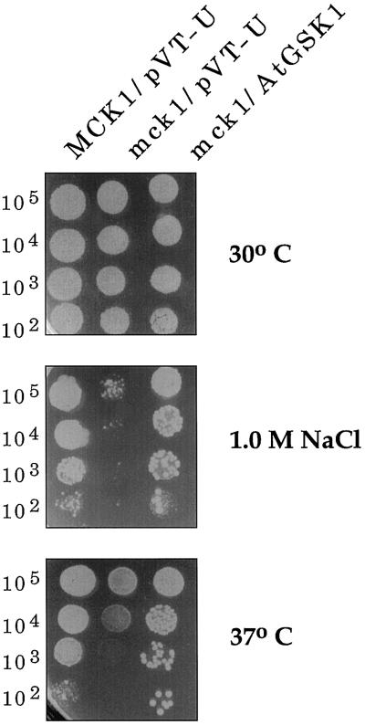 Figure 7