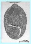 <b>Figure 2.</b>