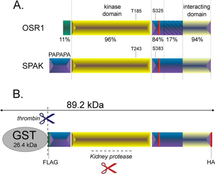 FIGURE 1.