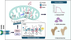Graphical Abstract