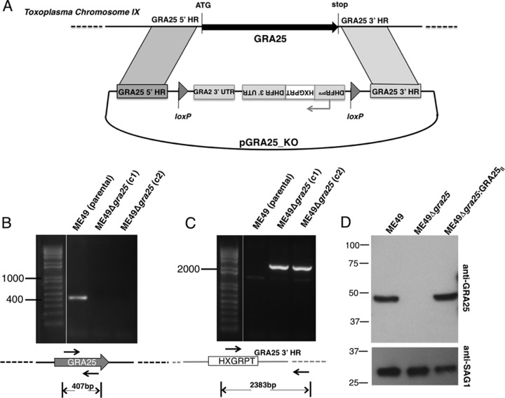 FIG 3