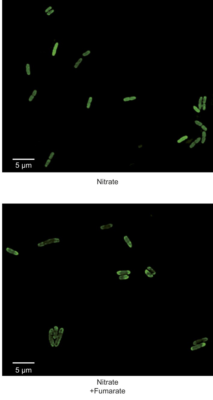 Figure 5—figure supplement 1.