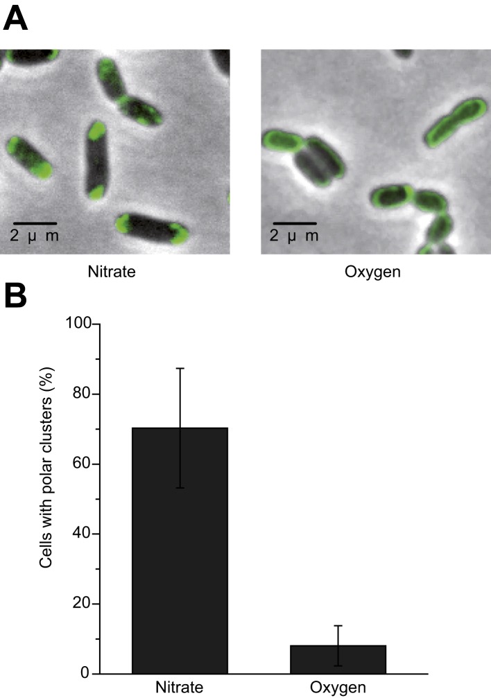 Figure 5—figure supplement 2.