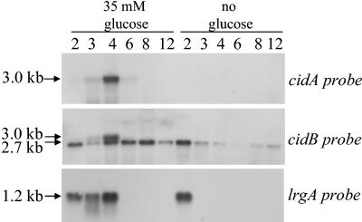 FIG. 1.