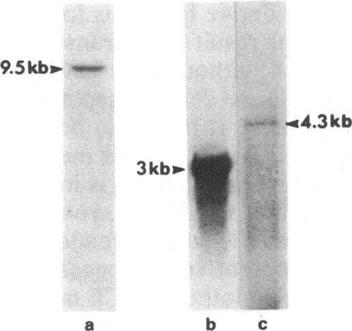 graphic file with name pnas00303-0025-a.jpg