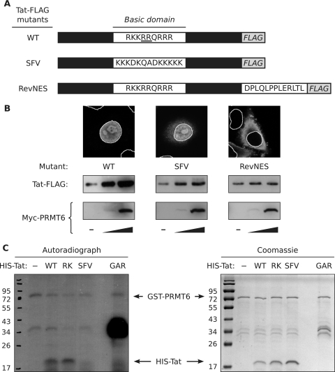 FIG. 2.