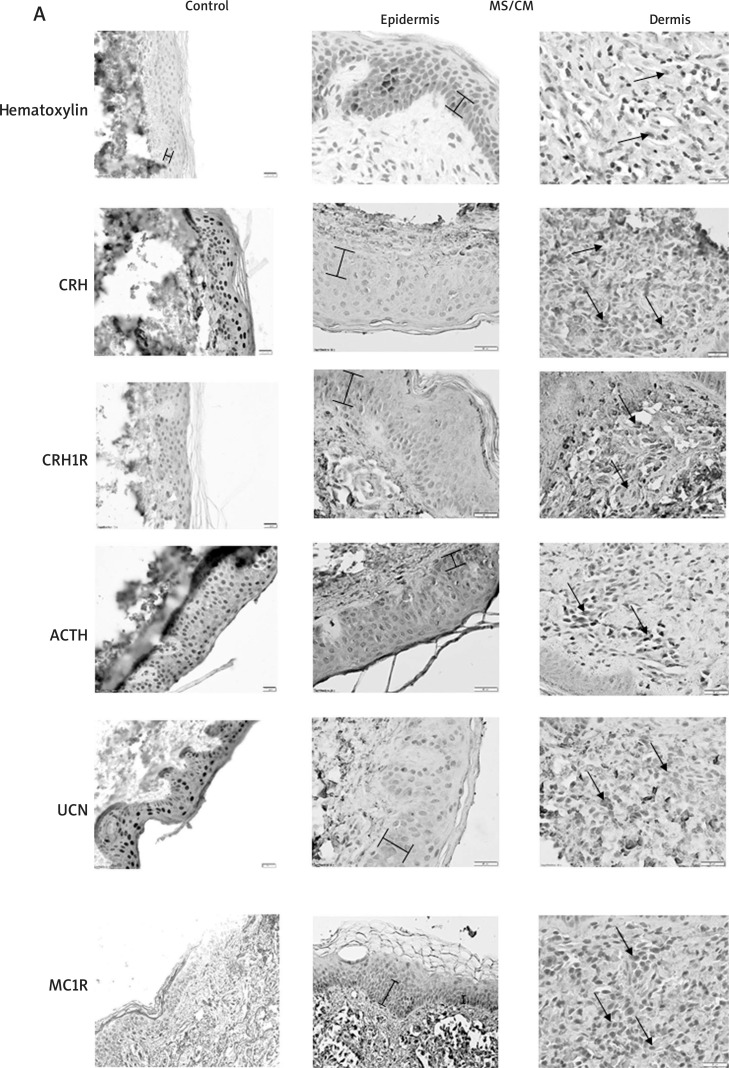 Figure 3 A