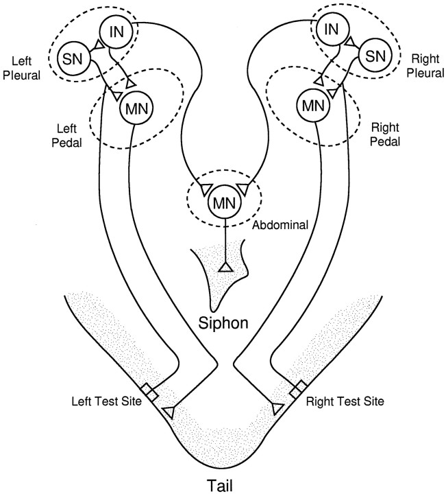 Fig. 2.