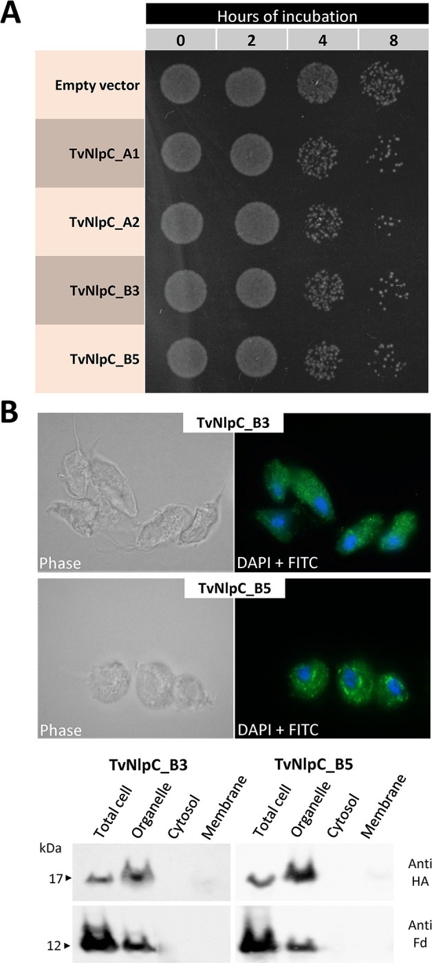 Fig 3