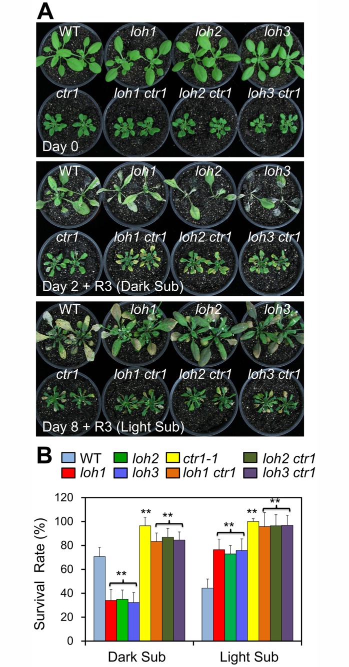 Fig 9