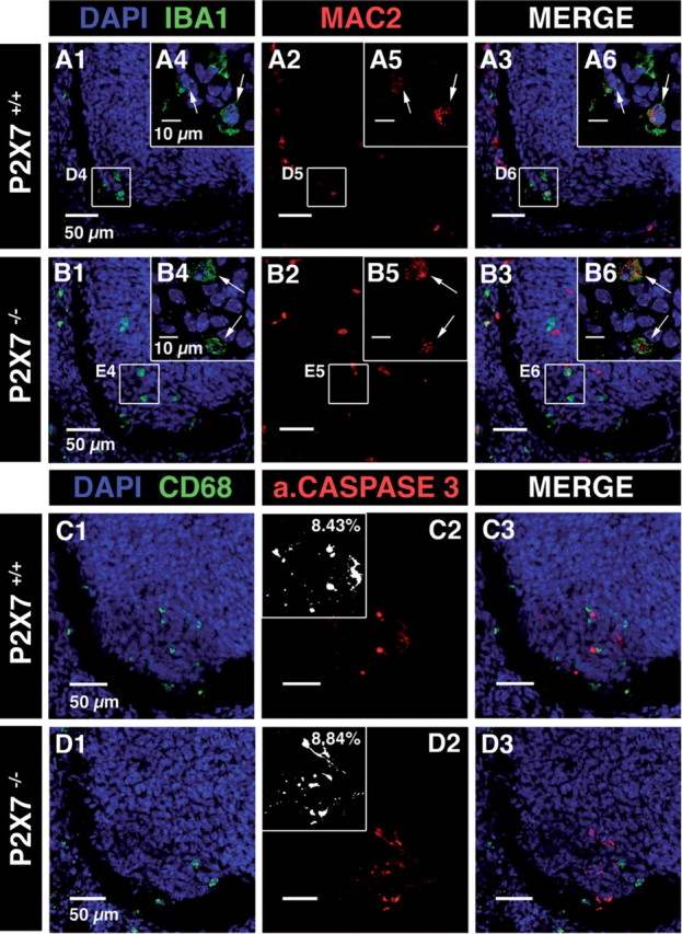 Figure 10.