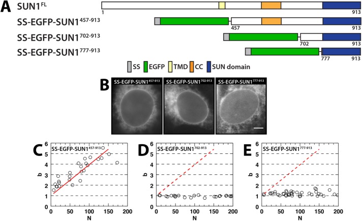 FIGURE 3: