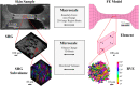 Multiscale experiment and model. Experimental data acquired at the macro- and microscales were used to construct image-based models and assess their predictions. The models consist of a finite element mesh that approximates the geometry of the skin sample and a set of 3D collagen fiber networks that represent collagen fiber properties, such as directional variance (DV), measured from SHG subvolumes. The collagen networks are contained within representative volume elements (RVEs) centered at the integration points of the elements. Model predictions of the experiment are then compared with experimental data. At the macroscale, the experimental data available includes the force on the boundary, the change in sample area, and the two-dimensional (2D) strain measured at the center of the gauge region from the four fiducial markers. At the microscale, the experimental data available include the volume change, 3D strain, and DV of subregions within the SHG image volume. Model comparisons at the microscale are made with the central element indicated, which corresponds to the location of the imaging area in the sample. The red cube depicted shows a subvolume (40 μm a side) and the corresponding RVE of the same size in the model. Both the fibers in the subvolume and in the RVE are color coded according to orientation with respect to the axis of stretch.