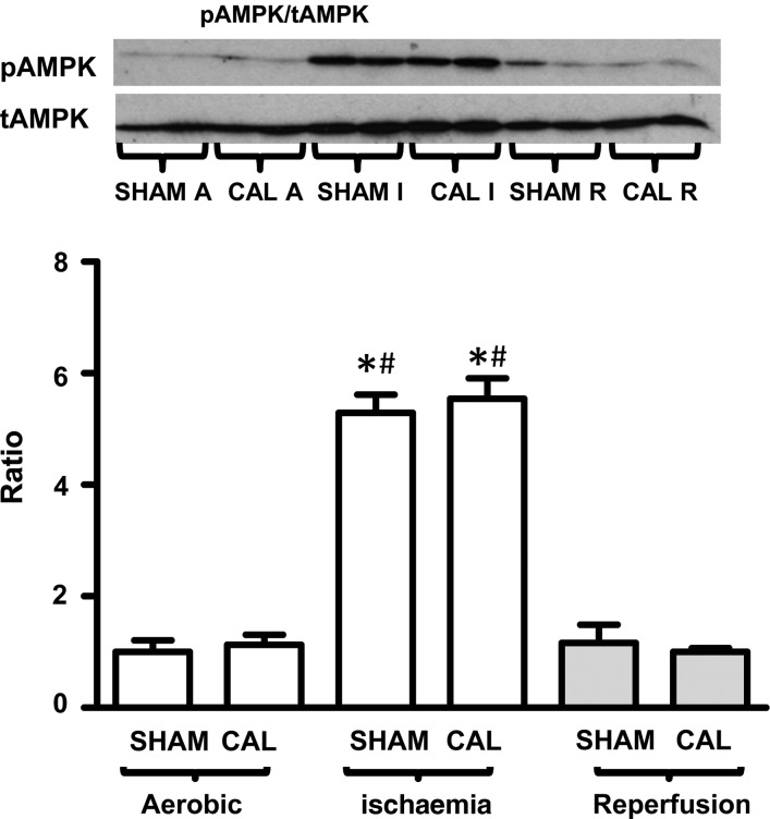 Figure 7