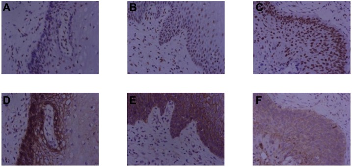 Fig 6