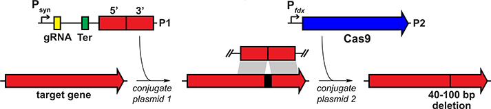 Fig. 2.