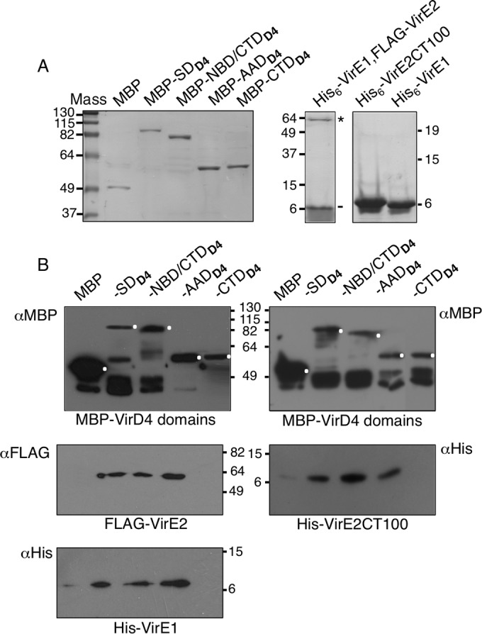 FIG 6