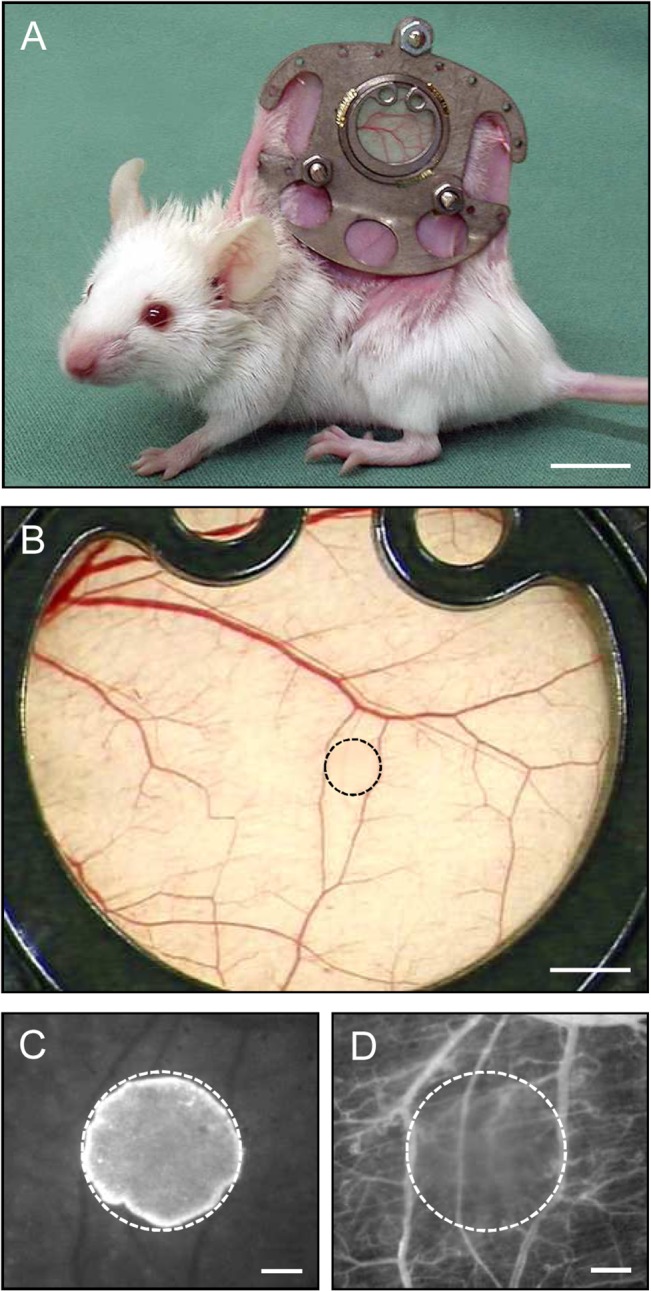 Fig 6