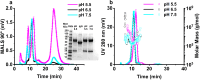 Flow field flow fractionation multiangle light scattering traces for IgE samples incubated at different pH, with corresponding UV trace and molar mass distribution represented for the same samples on the right. SDS-PAGE profile of the samples at different pH.