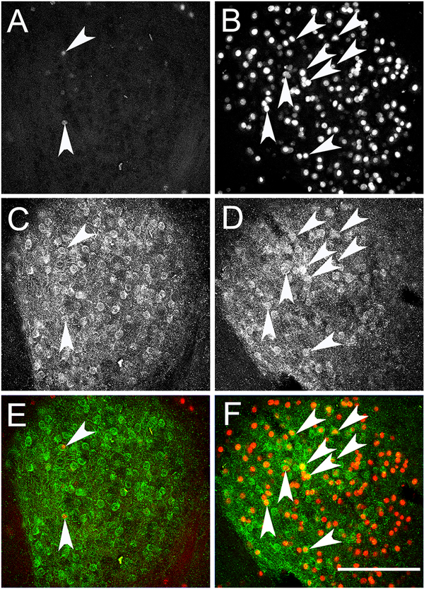 Figure 4: