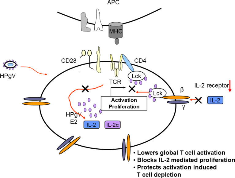 Figure 5