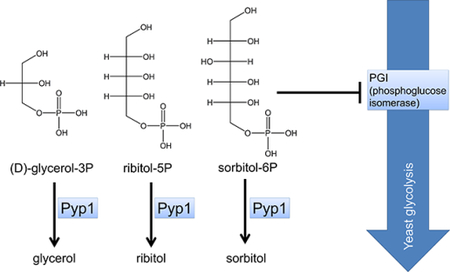 graphic file with name nihms-1003445-f0001.jpg