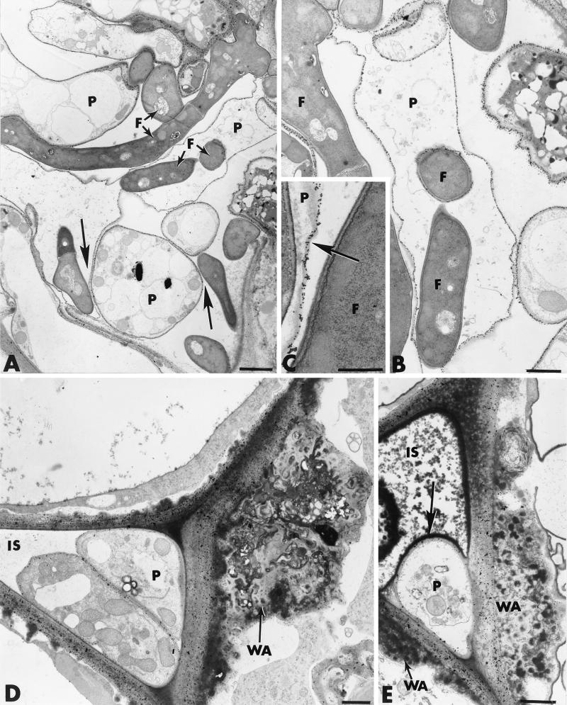 FIG. 9.