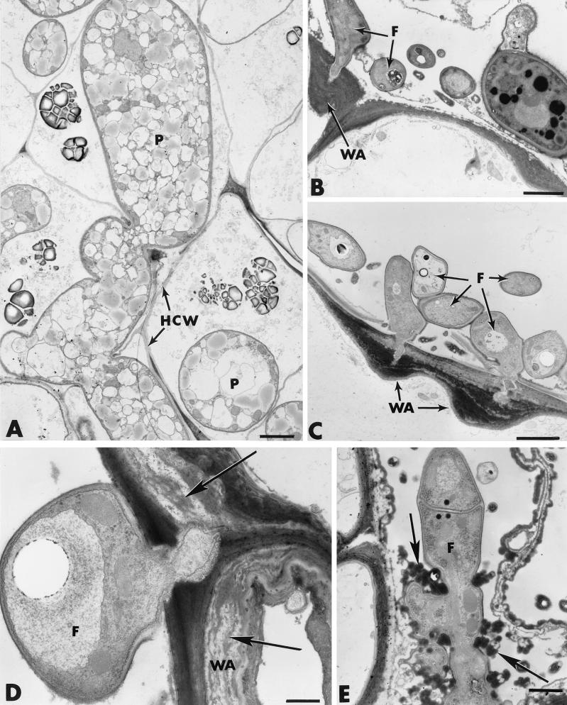 FIG. 7.