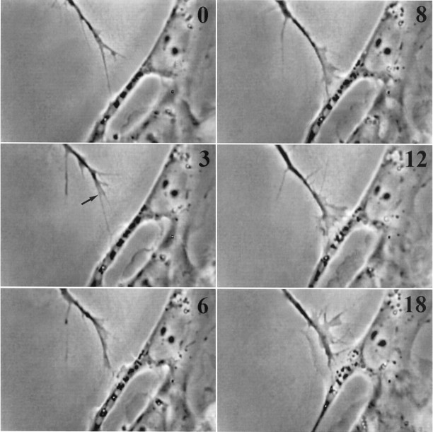 Fig. 1.