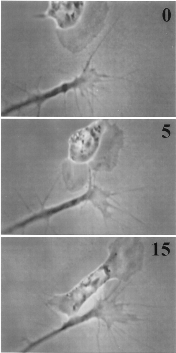 Fig. 8.