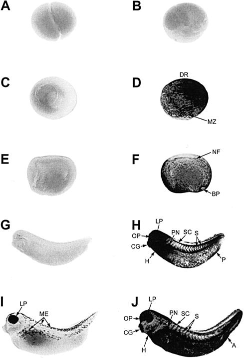 Fig 3.