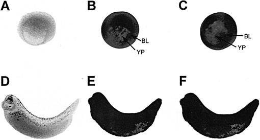 Fig 2.