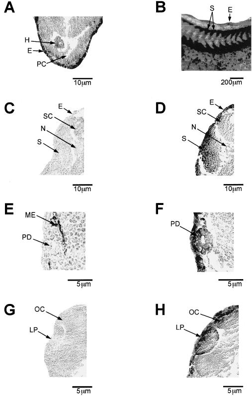 Fig 4.