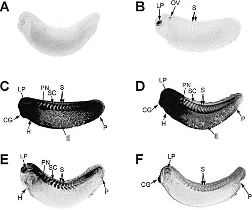 Fig 5.