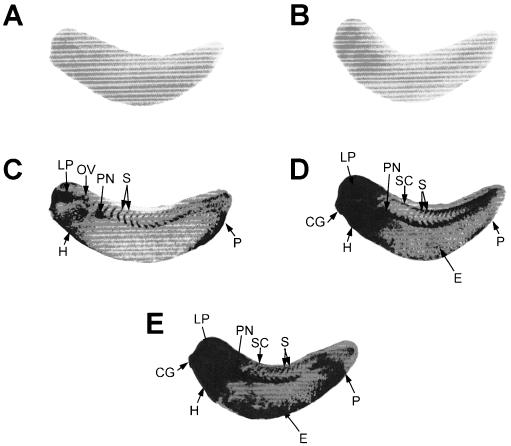 Fig 7.