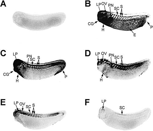 Fig 6.