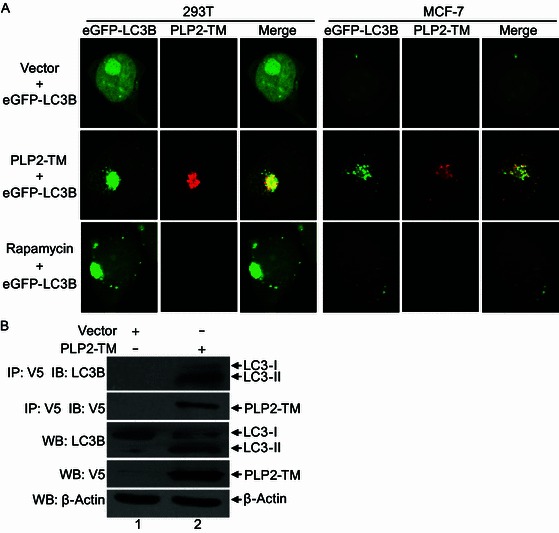 Figure 6