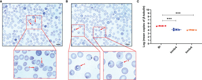 Figure 2