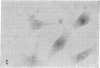 1875